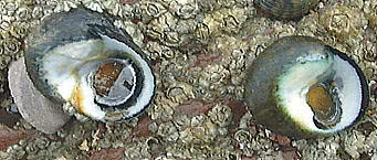 Toothed Topshell (Osilinus - formerly Monodonta- lineata) 